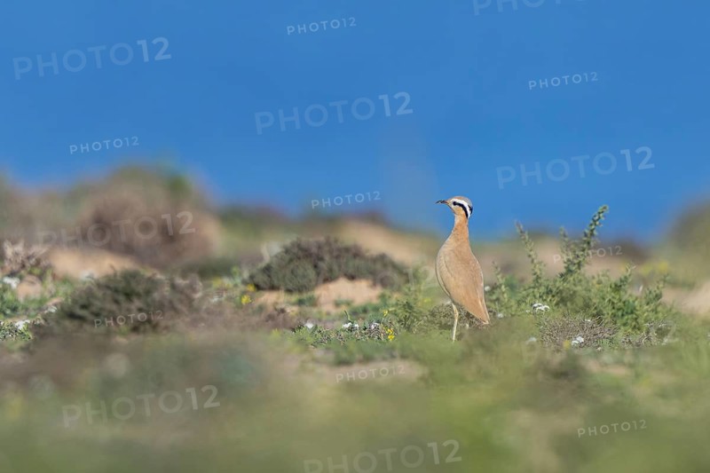 Cream-colored Courser (Cursorius cursor) perched on the ground, Fuerteventura, Spain