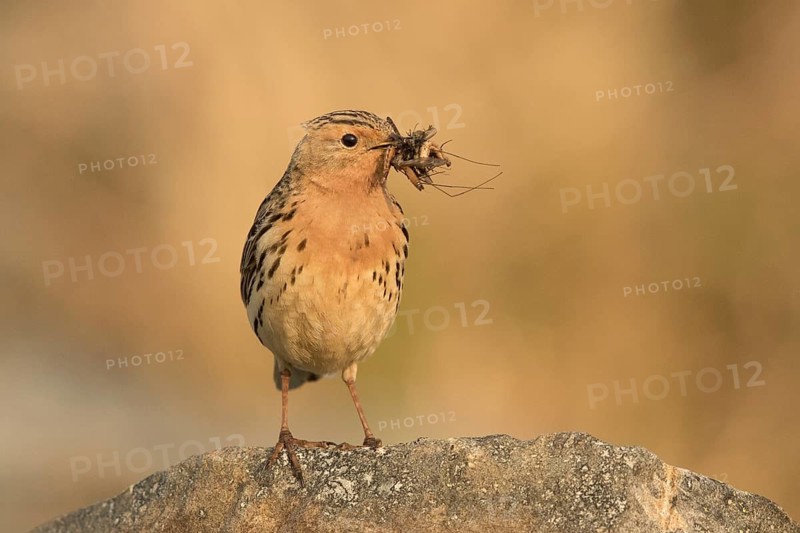 Red-throated Pipit (Anthus cervinus) with insects in its beak, Norway