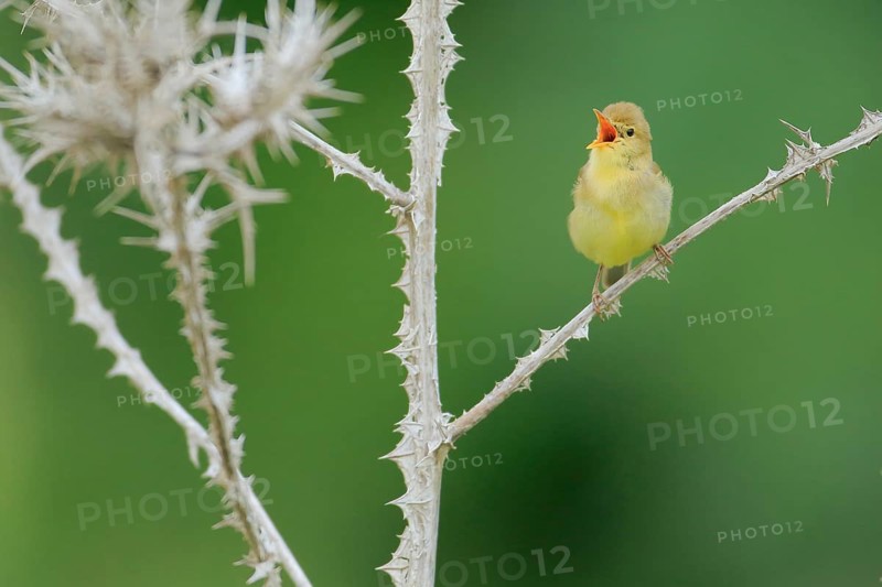 Melodious Warbler (Hippolais polyglotta) male singing, Andalusia, Spain