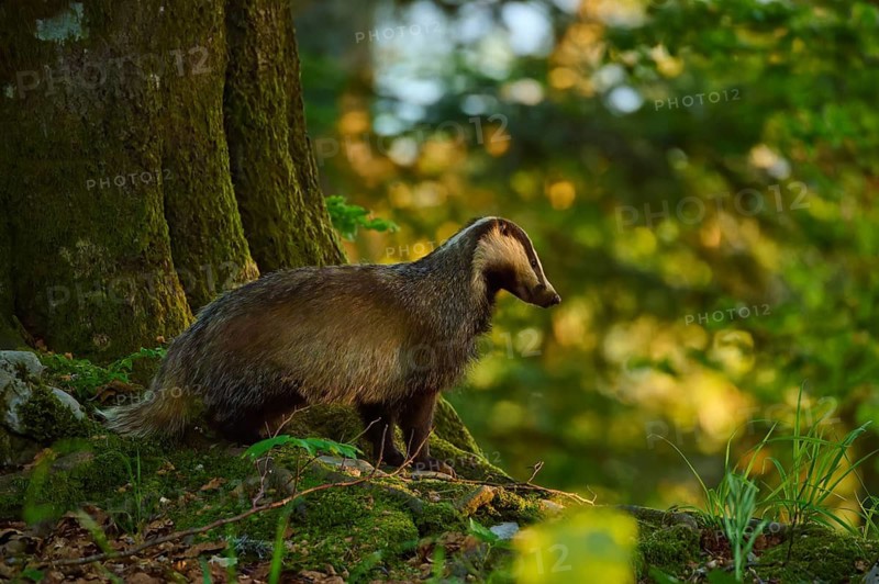 A badger stands to one side of a tree in the shady, golden light of the forest, European badger (Meles meles), Slovenia