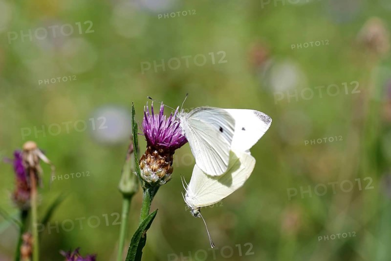 Small white (Pieris rapae), two, mating, close-up, knapweed