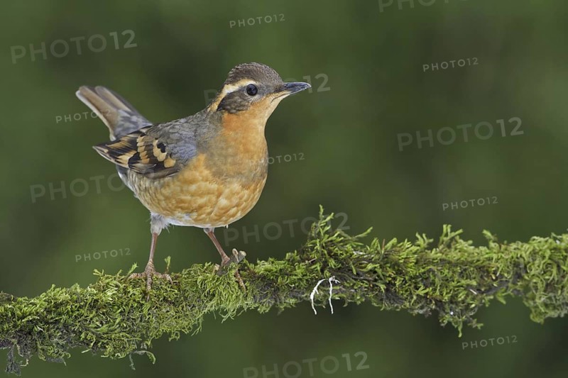 Varied Thrush (Ixoreus naevius), British Columbia, Canada