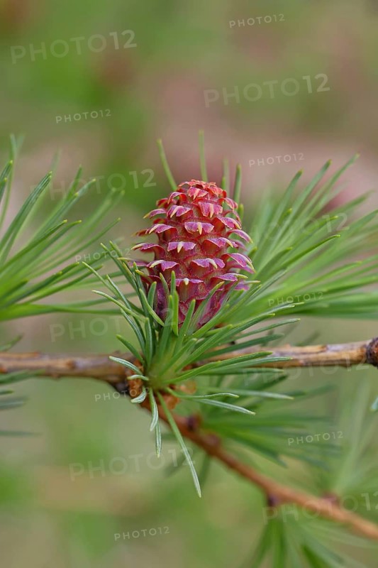 Female flowers of larch (Larix decidua), growing into cones, close-up, spring, Wilnsdorf, North Rhine-Westphalia, Germany