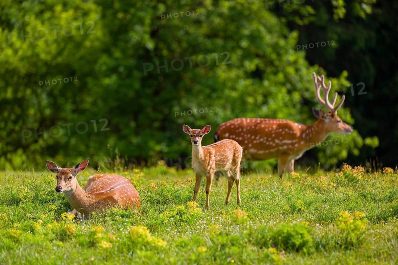 Sika deer family (Cervus nippon) stands on hilly ground. A forest is in the background