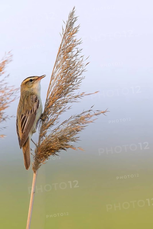Reed Warbler, (Acrocephalus schoenobaenus) Animals, Birds, Songbirds, Reed Warbler family, Lake Neusiedl, Burgenland, Austria