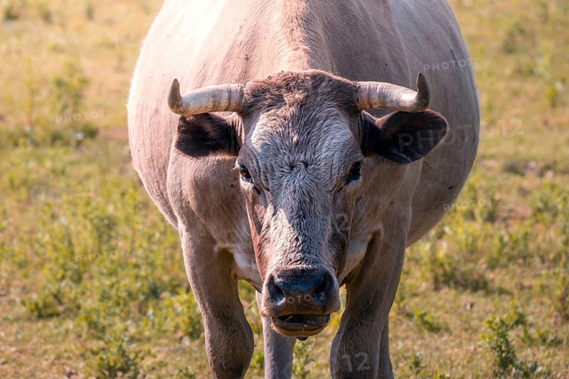 A close up of a horned cow in a Guadarrama mountain range, Madrid. The cow gaze is direct, with vibrant horns and textured fur, capturing the essence of rural life and nature of Madrid