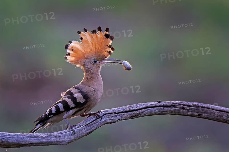 Hoopoe (Upupa epops) Bird of the Year 2022, with fat caterpillar as prey for the young bird, erected bonnet, golden hour, sunlight, dusk, female, hen, grazing light, Middle Elbe Biosphere Reserve, Saxony-Anhalt, Germany