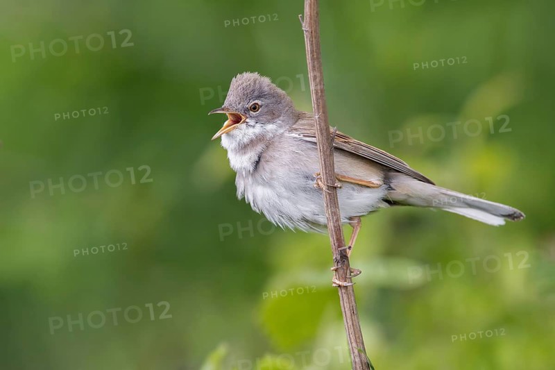 Common Whitethroat (Sylvia communis) male singing, perched on a twig, Poland