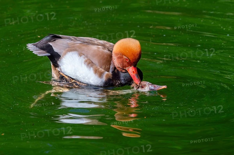 Red-crested pochard (Netta rufina) male and female pairing in lake in summer, Bavaria, Germany