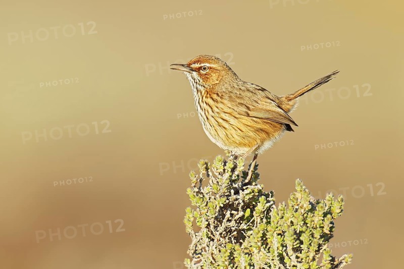 Rufous Fieldwren (Calamanthus campestris winiam), Victoria, Australia