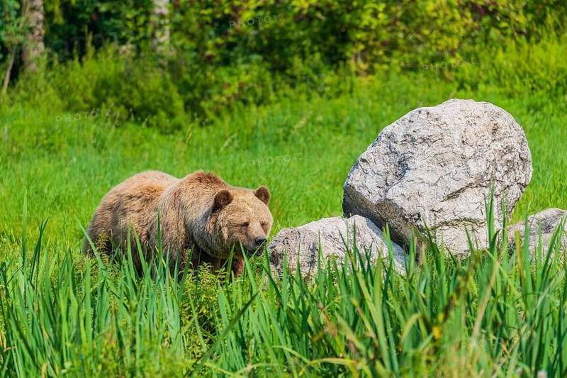 One adult male eurasian brown bear (Ursus arctos arctos) stands close to a rock in a meadow with tall grass