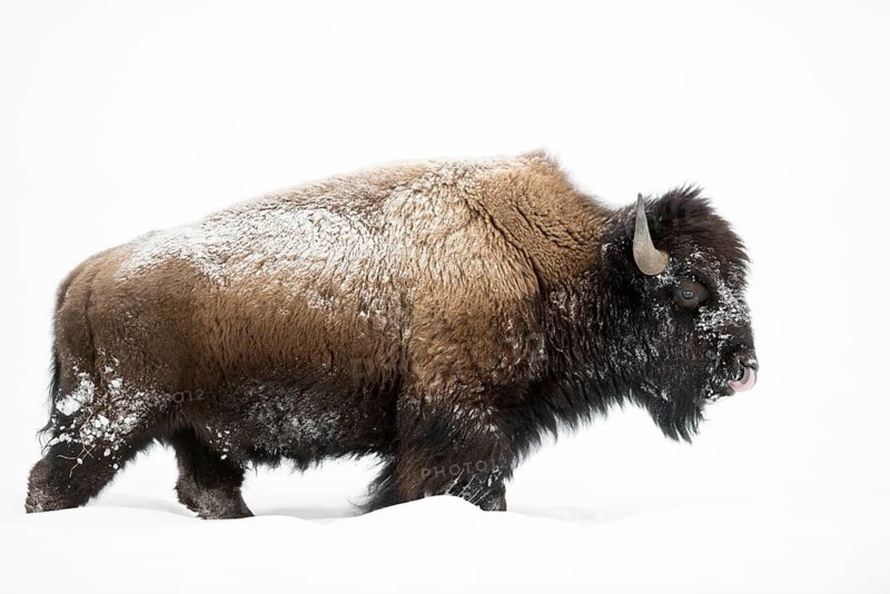 American Bison (Bos bison) male walking in deep snow, Yellowstone National Park, Wyoming, USA