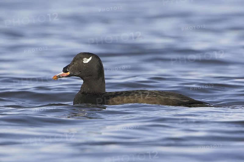 White-winged Scoter (Melanitta deglandi) male, British Columbia, Canada