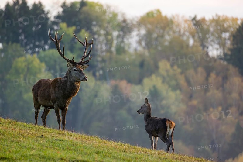 A red deer stag (Cervus elaphus) and a hind stand in a meadow. A forest in fall foliage is in the background