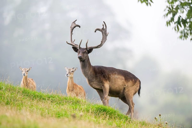 European fallow deer (Dama dama) stag on a meadow, tirol, Kitzbühel, Wildpark Aurach, Austria