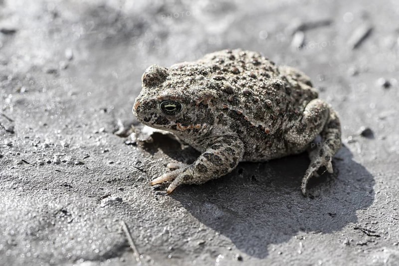 Natterjack toad (Epidalea calamita), Emsland, Lower Saxony, Germany