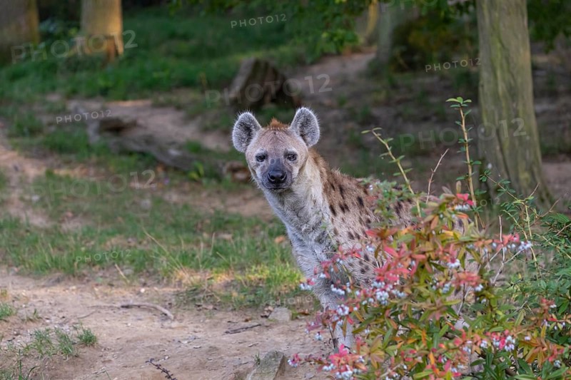 One young adult male spotted hyena (Crocuta crocuta), or laughing hyena standing behind some bushes with green vegetation in the background