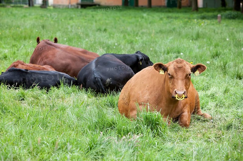 Cattle with a nose ring, Germany
