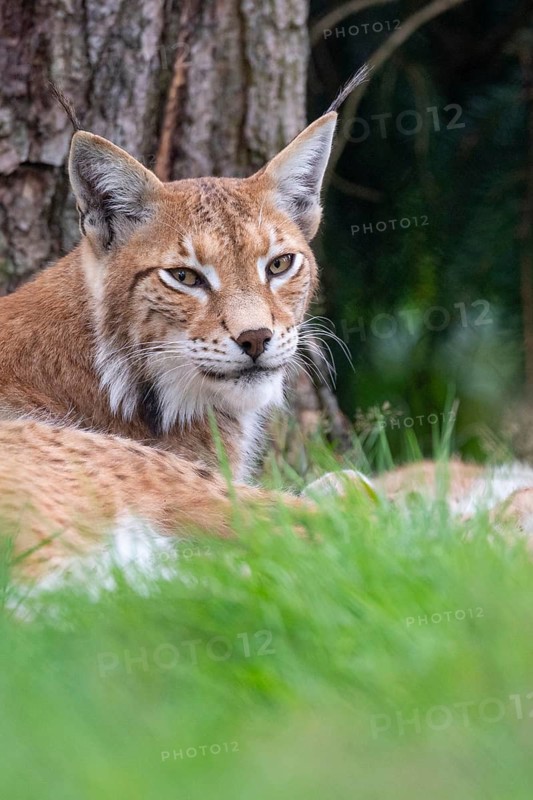 Portrait of a lynx (Lynx lynx), Haltern, North Rhine-Westphalia, Germany