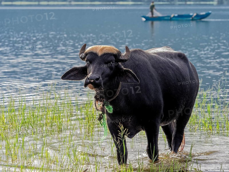 Water buffalo (Bubalus arnee) in the lake, Sri Lanka