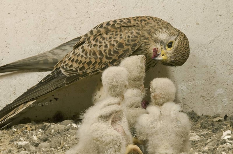 Common Kestrel (Falco tinnunculus) juvenile, Saxony, Germany