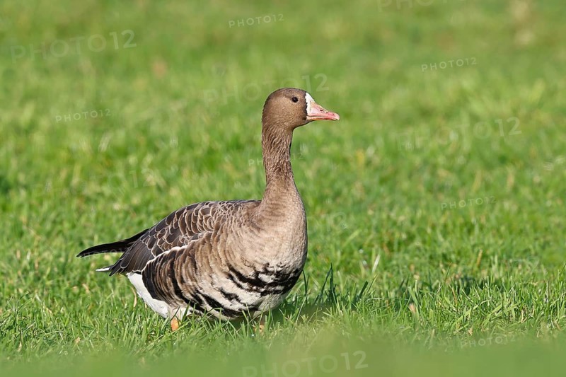 White-fronted goose (Anser albifrons), standing in a meadow in the wintering area, wildlife, Bislicher Insel nature reserve, Xanten, Lower Rhine, North Rhine-Westphalia, Germany