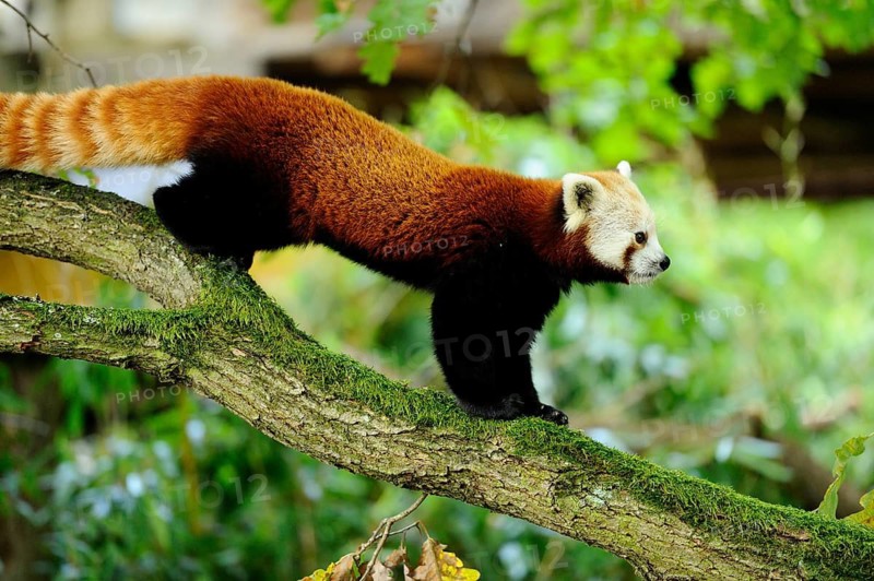 A red panda balancing on a branch in autumn light, Red panda (Ailurus fulgens), captive, Germany