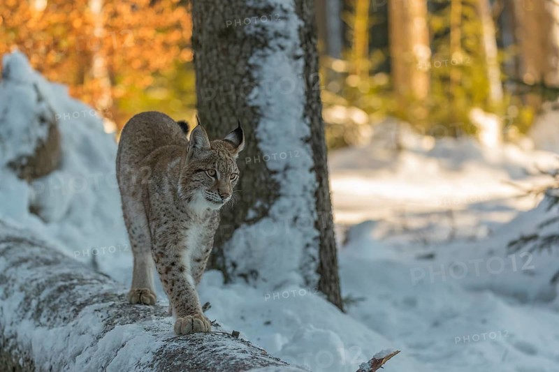 One young male Eurasian lynx, (Lynx lynx), balancing over a snow covered fallen tree in a forest in early morning light