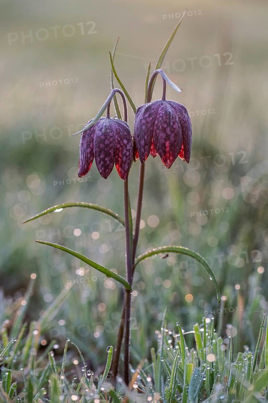 Snake's Head Fritillary (Fritillaria meleagris), Emsland, Lower Saxony, Germany