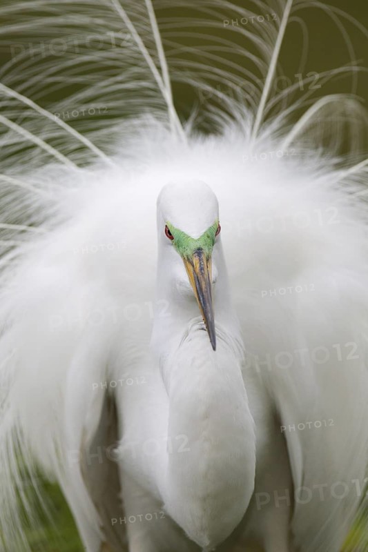 Great Egret (Ardea alba), Florida, USA