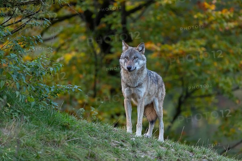 One eurasian gray wolf (Canis lupus lupus) standing on a hill on green grass with a forest in fall colours in the background