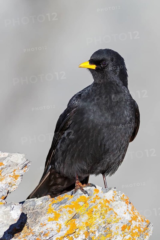 Alpine Chough (Pyrrhocorax graculus), Valais, Switzerland