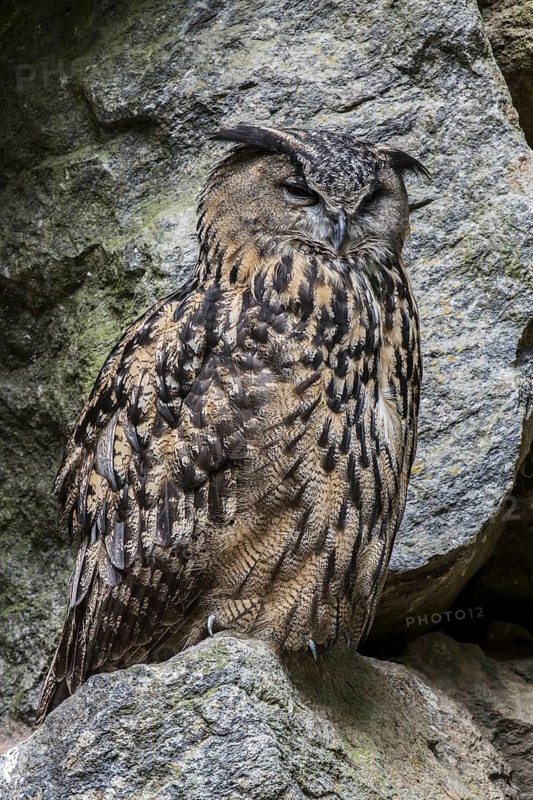 Eurasian eagle owl (Bubo bubo), sitting on rock ledge in cliff face