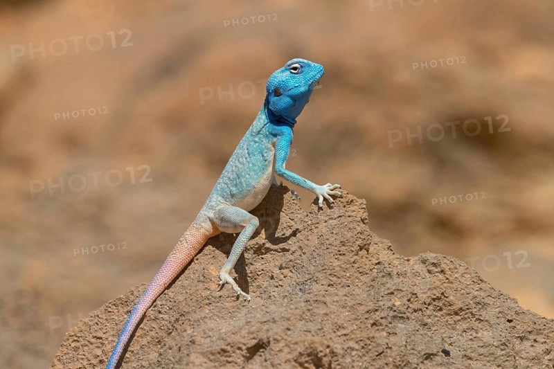 Agama, rock agama, (Pseudotrapelus dhofarensis), (Agama agama), lizard, reptile, rock, stone, Middle East, Oman, Ayn Hamran, Salalah, Dhofar Governorate, Oman