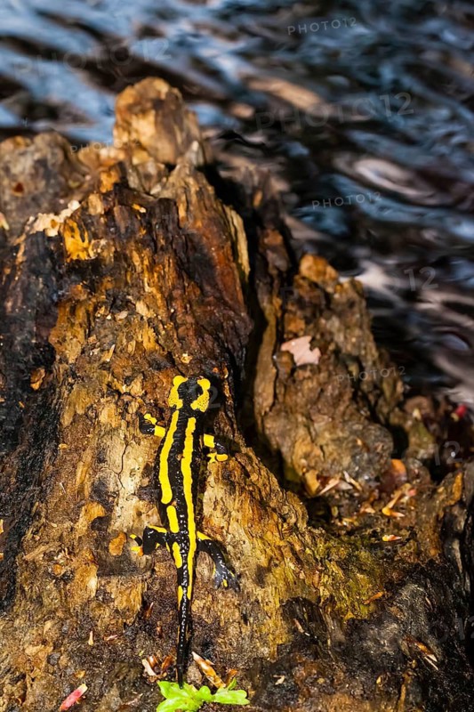 Animals, amphibians, tailed amphibians, true salamander, fire salamander, water bodies, one, individual, biotope, (Salamandra salamandra)