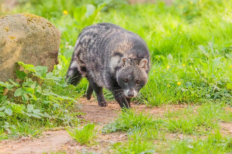 An African civet (Civettictis civetta)runs across the forest floor on a sunny day