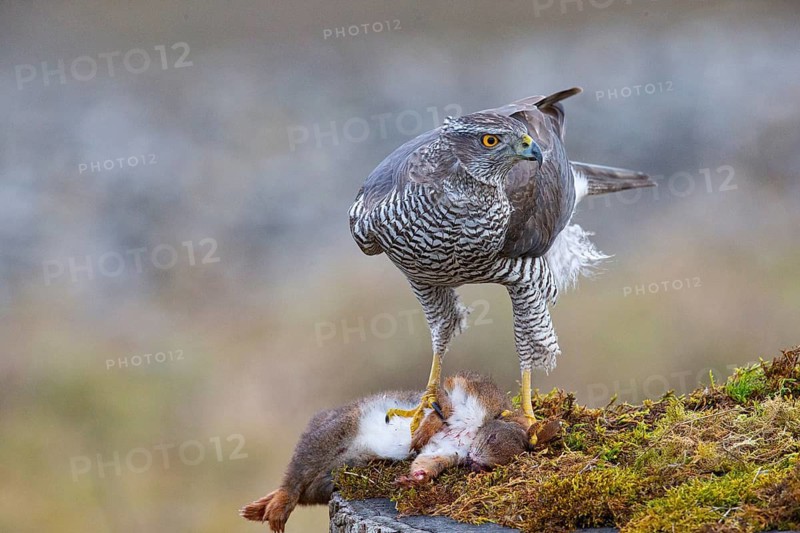 Goshawk (Accipiter gentilis) beheading squirrels Germany