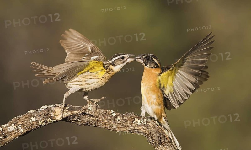 Black-headed Grosbeak (Pheucticus melanocephalus) pair, Arizona, USA
