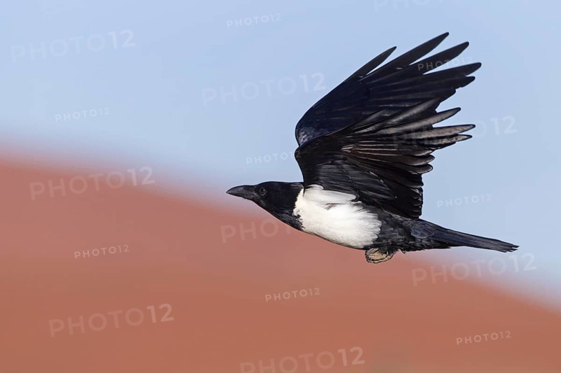 Pied Crow (Corvus albus) flying, Hardap, Namib-Naukluft National Park, Namibia