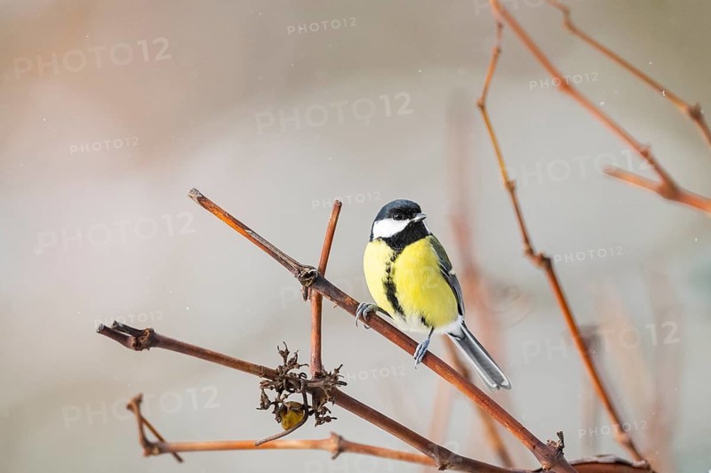Great tit (Parus major) sitting on a branch, Bavaria, Germany