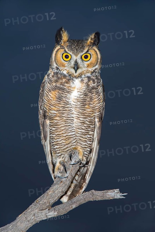 Great Horned Owl Bubo virginianus Tucson, Arizona, United States 18 October Adult. Strigidae