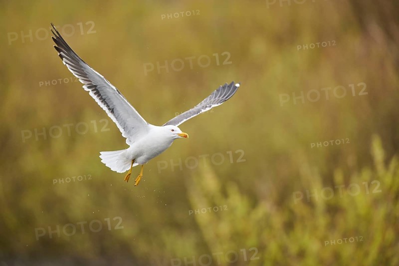 Yellow-legged gull (Larus michahellis) flying, Düne, Helgoland, Schleswig-Holstein, Germany