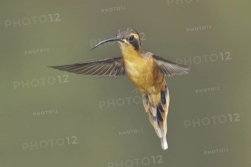 Grey-chinned Hermit (Phaethornis griseogularis), Ecuador