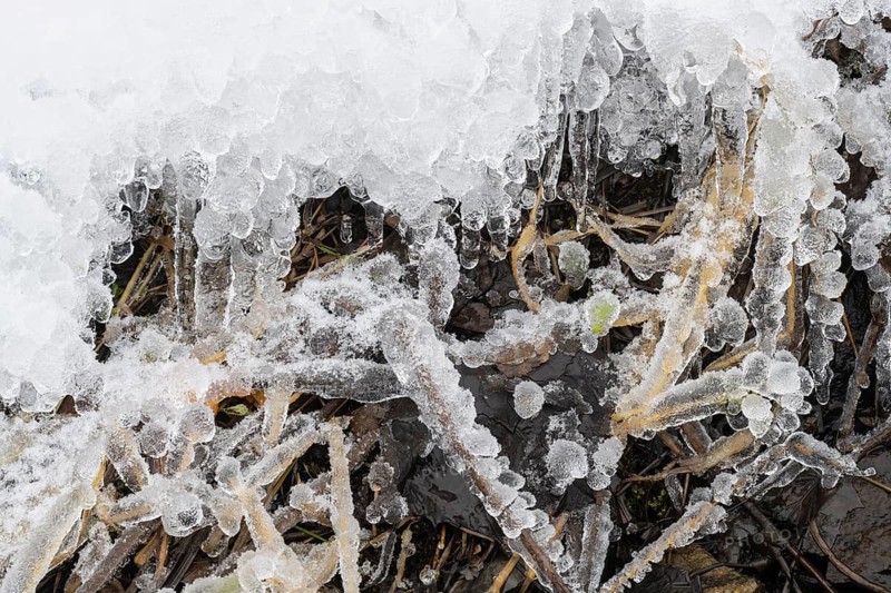 Iced reed stalks, Åre, Jämtland, Sweden, October 2021