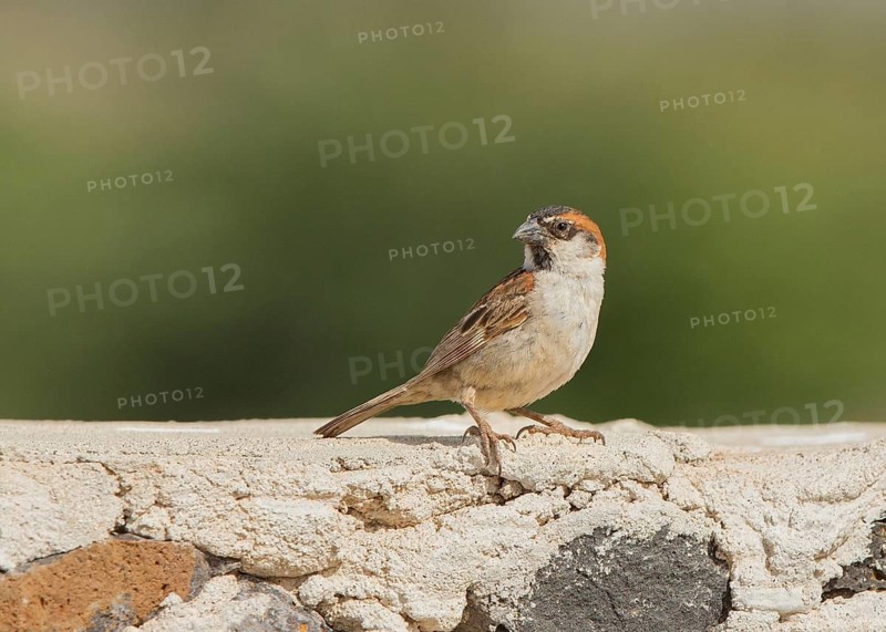 Iago Sparrow (Passer iagoensis) male, Cape Verde