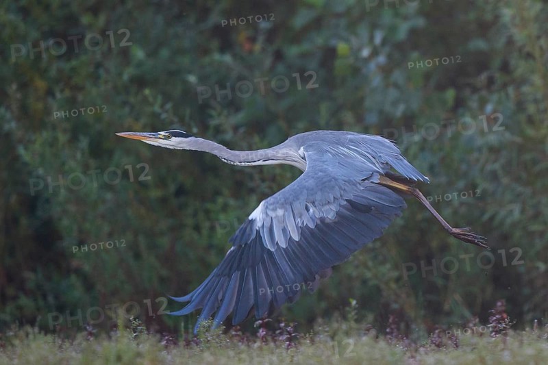Grey Heron (Ardea cinerea) flying, North Rhine-Westphalia, Germany