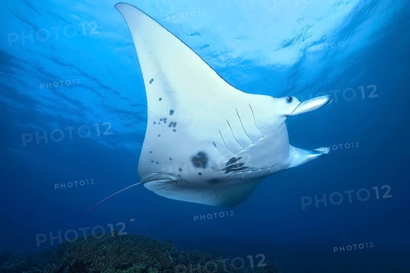 Giant ray (Manta) Plankton-eater swims in ocean coastal waters close to shore over coral reef of stony corals (Scleractina) Hard corals in shallow water of lagoon, Pacific Ocean, Yap Island, Yap State, Caroline Islands, FSM, Federated States of Micronesia, Australia, Oceania