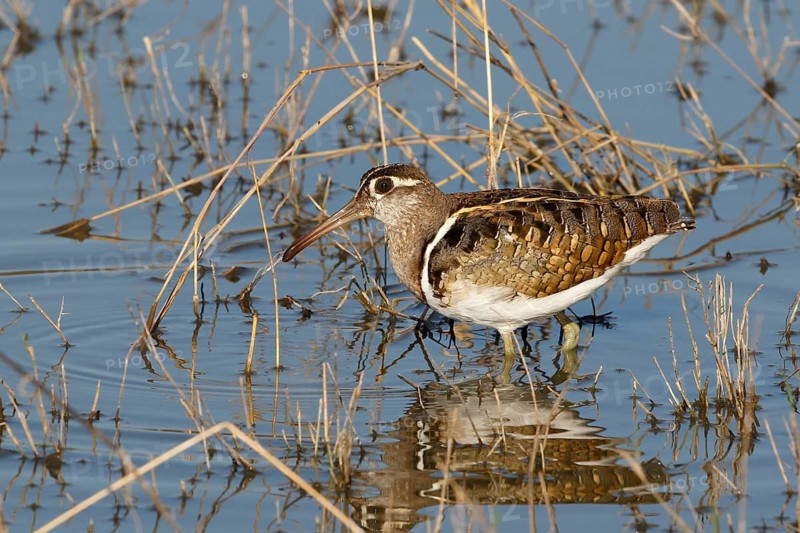 Greater Painted-snipe, Rostratula benghalensis, Botswana, Chobe NP
