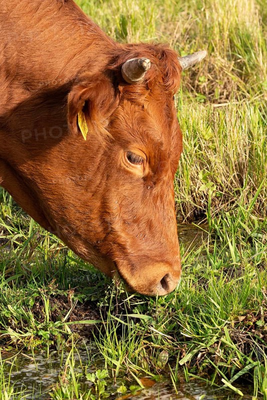 Artiodactyla, Bavaria, Bos Taurus sspec.5, cattle, even-toed ungulate, high-altitude cattle, Upper Palatinate, cloven-hoofed cattle, Tirschenreuth, Waldnaab, Waldnaabaue, wild willows Waldnaabaue, domesticated animals, extensive grazing, feeding marks, pet, mammals, cattle, mammals, bite