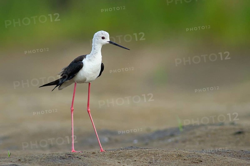 Black-winged Stilt (Himantopus himantopus) female, Subotica, Serbia